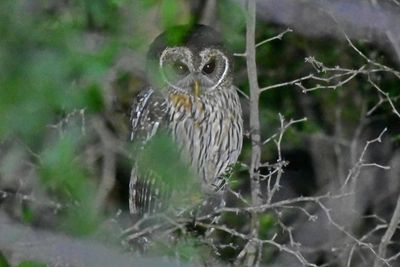 Mottled Owl (5)