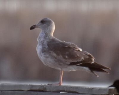 Yellow-footed Gull, 1st Winter (3)