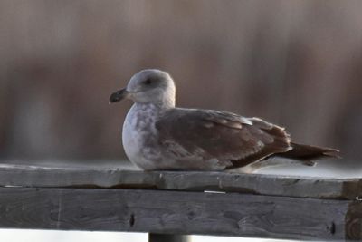 Yellow-footed Gull, 1st Winter (3)