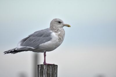 Iceland Gull (Thayerii)