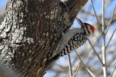 Ladder-backed Woodpecker, Male