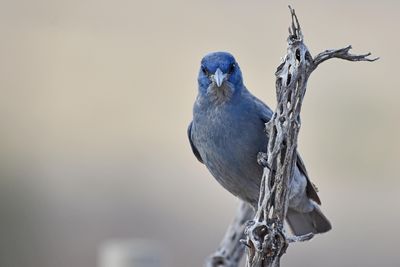 Pinyon Jay