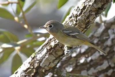 Cassin's Vireo