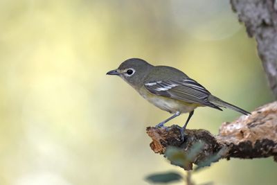 Cassin's Vireo