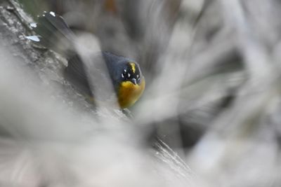 Fan-tailed Warbler (4)