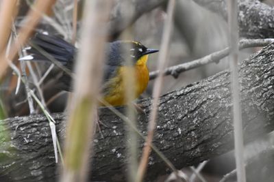 Fan-tailed Warbler (4)