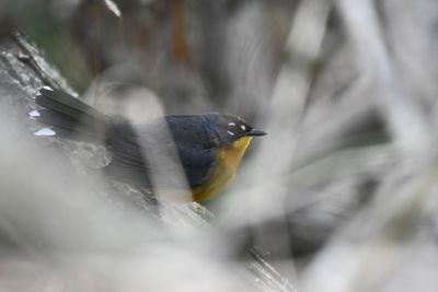 Fan-tailed Warbler (4)