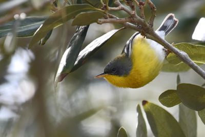 Tropical Parula (3)