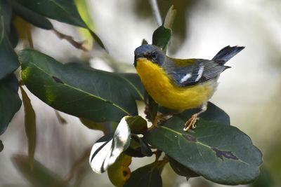 Tropical Parula (3)