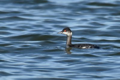 Eared Grebe