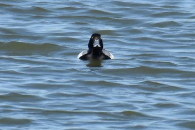 Greater Scaup, Drake