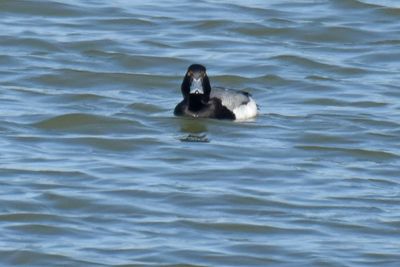 Greater Scaup