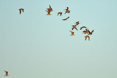 Marbled Godwit