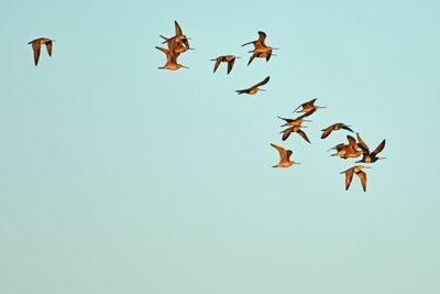 Marbled Godwit