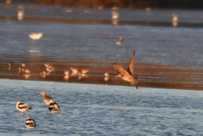 Marbled Godwit
