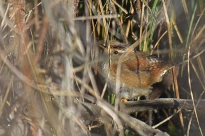 Marsh Wren