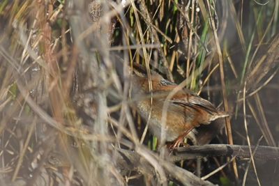 Marsh Wren