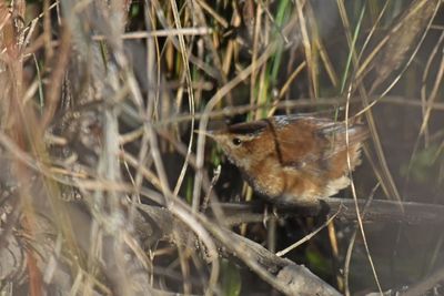 Marsh Wren