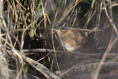Marsh Wren