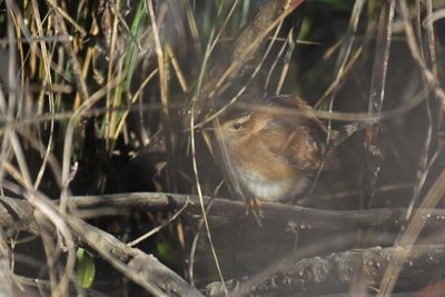 Marsh Wren