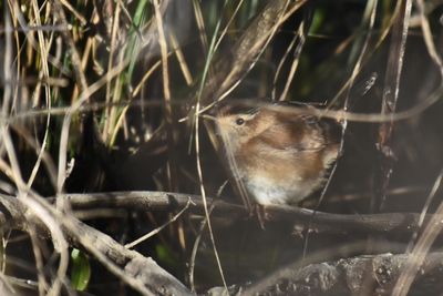 Marsh Wren