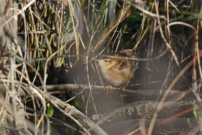 Marsh Wren
