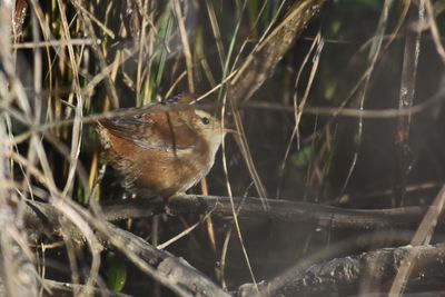Marsh Wren