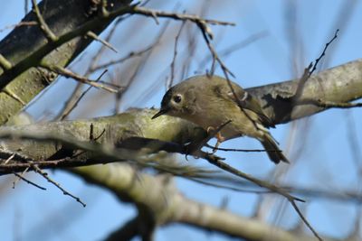 Ruby-crowned Kinglet