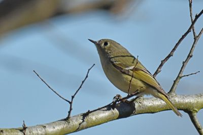 Ruby-crowned Kinglet