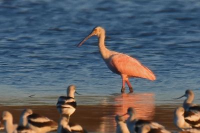 Roseate Spoonbill