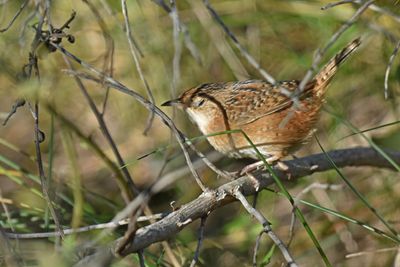 Sedge Wren