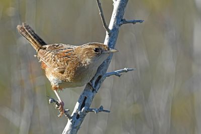 Sedge Wren
