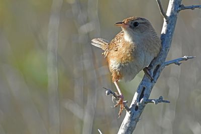 Sedge Wren