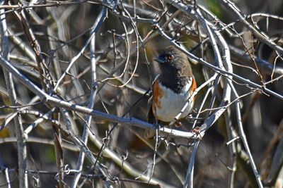 Spotted Towhee