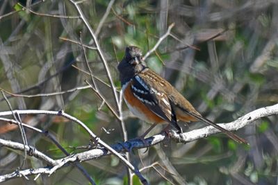 Spotted Towhee, Female