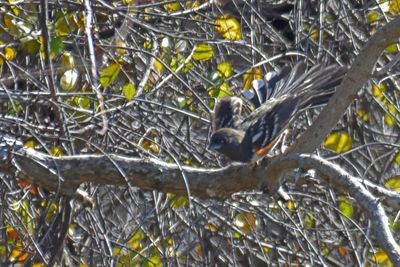 Spotted Towhee, Female
