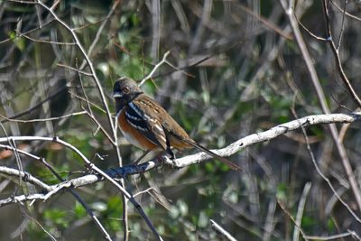 Spotted Towhee