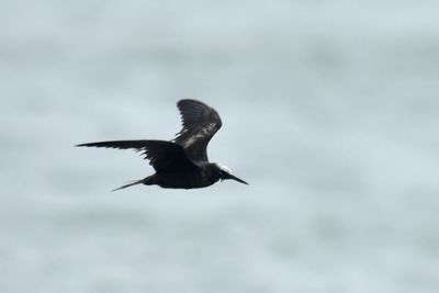 Black Noddy