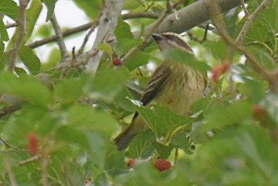 Piratic Flycatcher