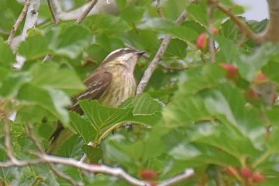 Piratic Flycatcher