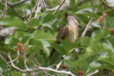 Piratic Flycatcher