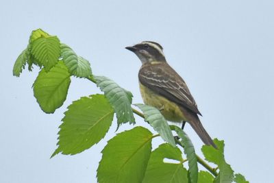 Piratic Flycatcher