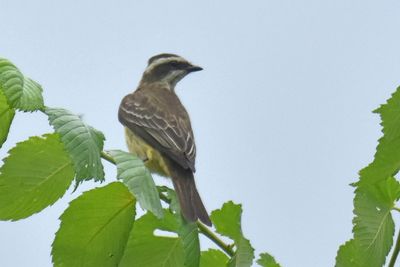 Piratic Flycatcher