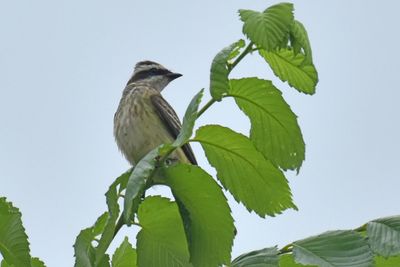 Piratic Flycatcher