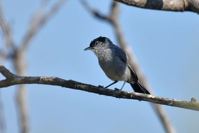California Gnatcatcher, Male