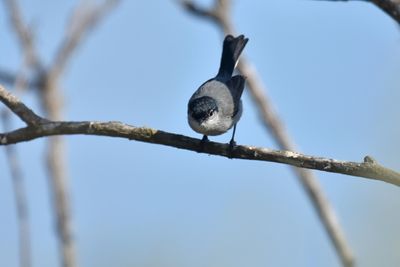 California Gnatcatcher, Male