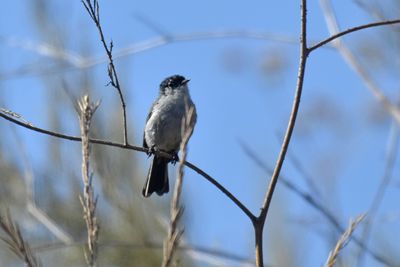 California Gnatcatcher, Male