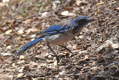 Island Scrub-Jay