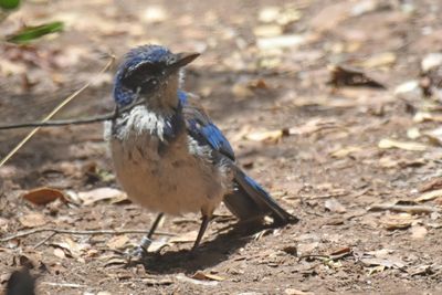 Island Scrub-Jay