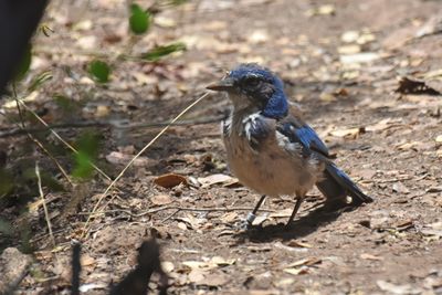 Island Scrub-Jay